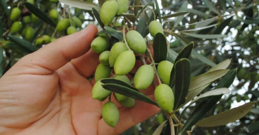 where we find olive tree in pakistan?