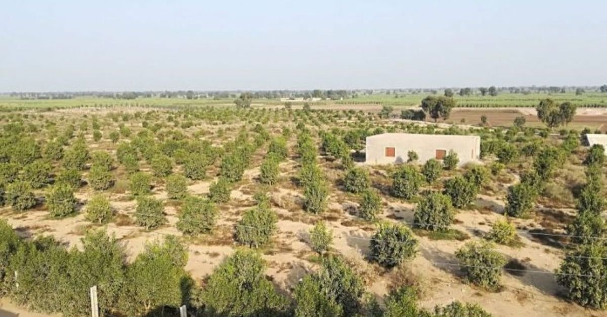 Origins of the Olive in Pakistan: