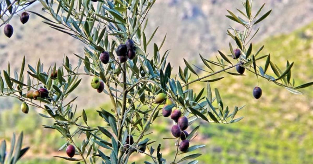 Olive and the Pakistan Agricultural Research Council (PARC):