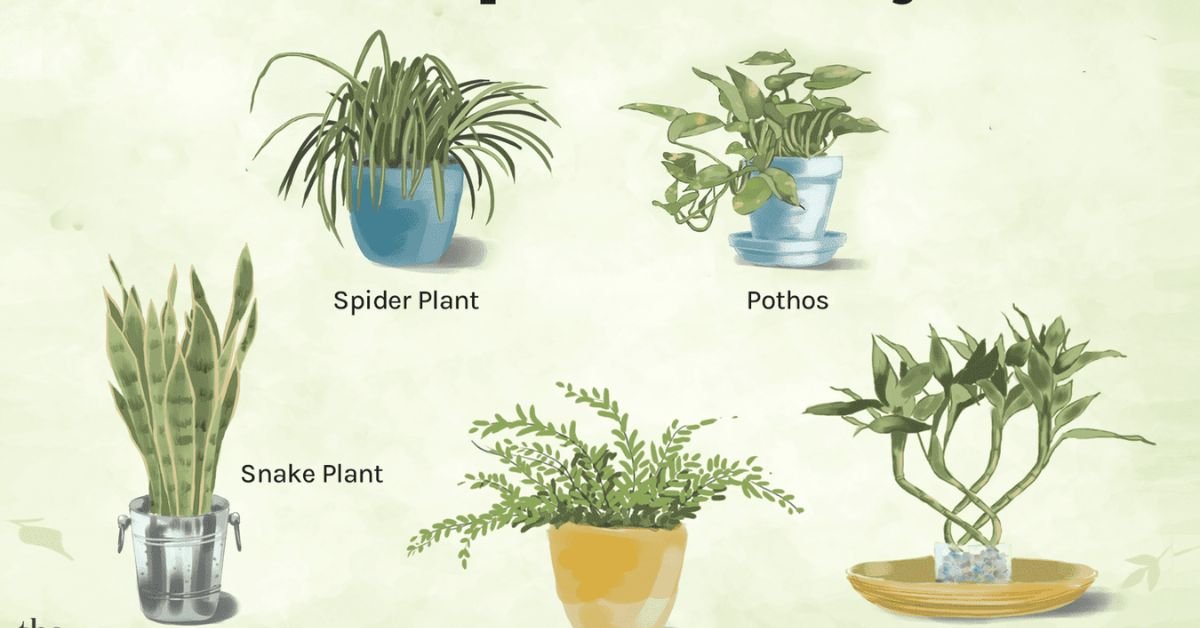 9 Best Low Light Indoor Plants for Any Room in Your Home