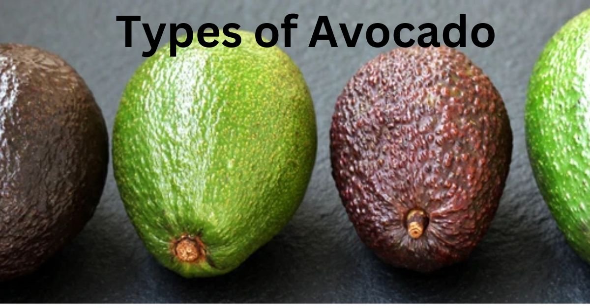 Different types of avocados: