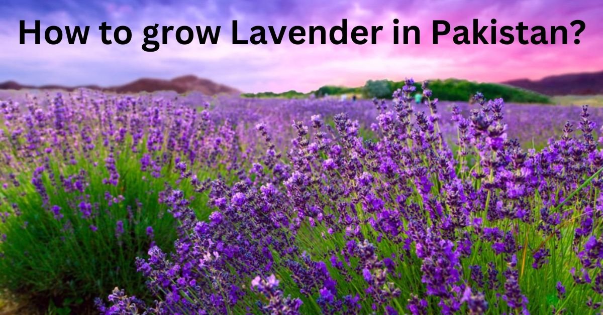 How to grow Lavender in Pakistan?